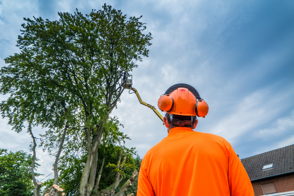 Arborist Consultation Temecula CA