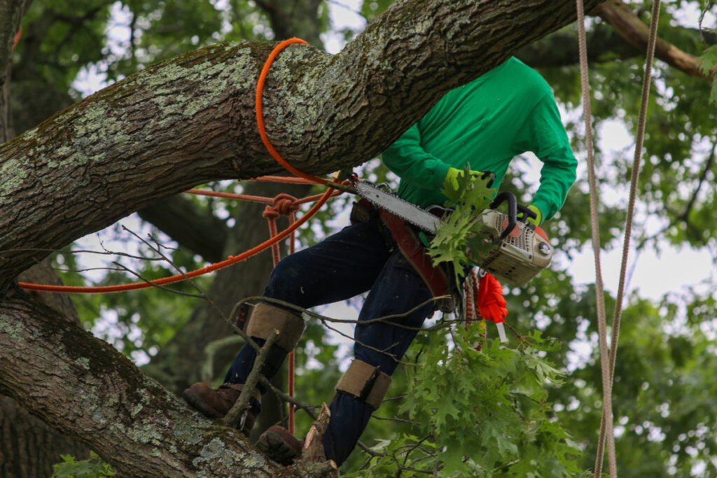 The Rising Sun Tree Care Temecula California 