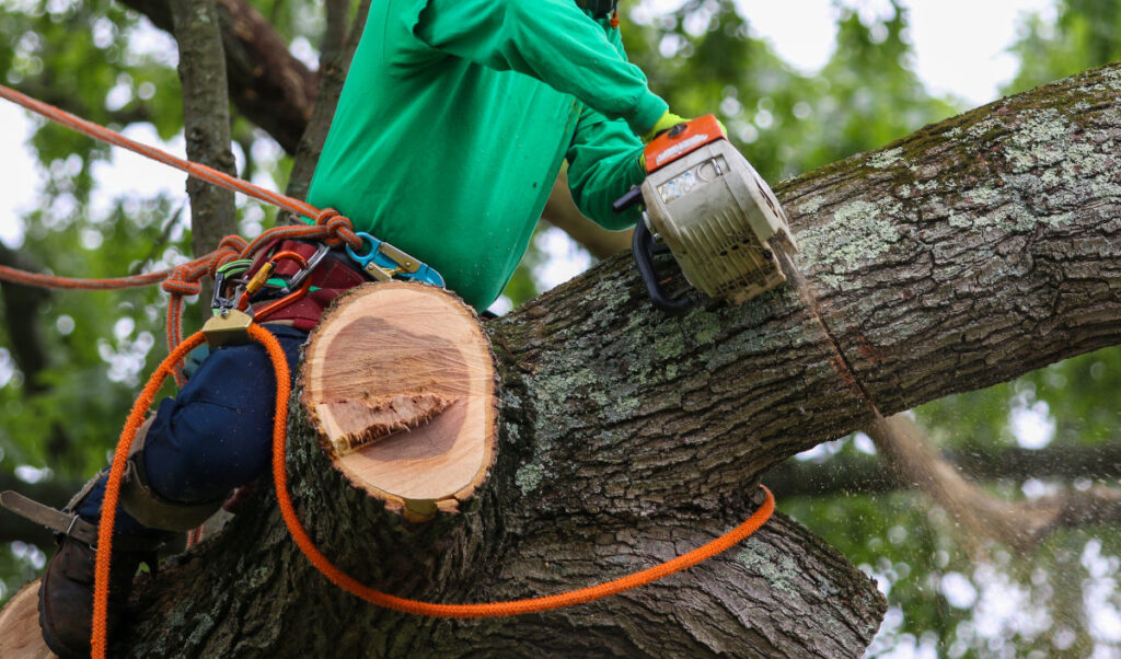 The Rising Sun Tree Care - Tree Services