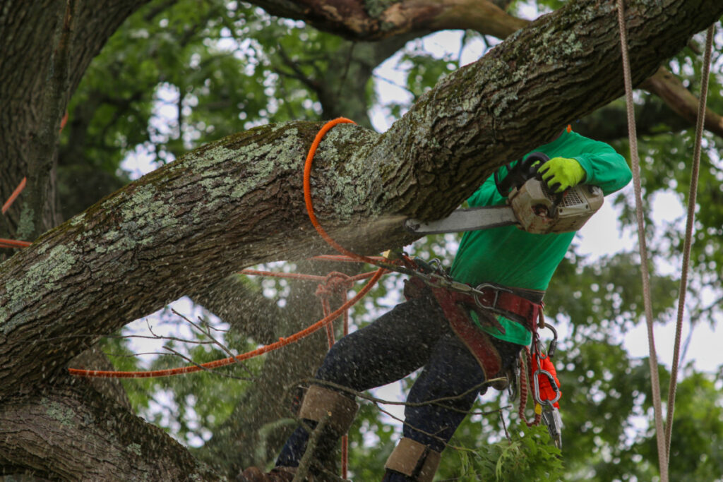 Tree Care & Tree Removal Temecula CA