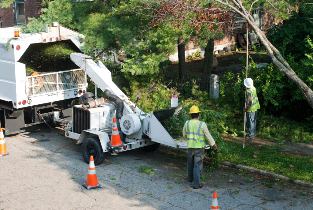 Tree Services Projects Temecula CA